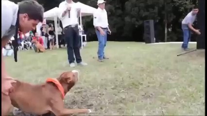 pitbull ..,. PİTBULL ATTACK (garmaii  ) - YouTube