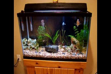 29 gallon Freshwater Fish Tank