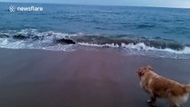 Curious dog enjoys watching dolphins swimming off shore