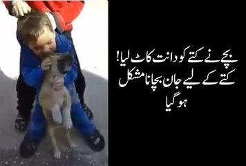 A child bites a dog- A Child attacks a dog- bachy ny kutty ko dant kat lia