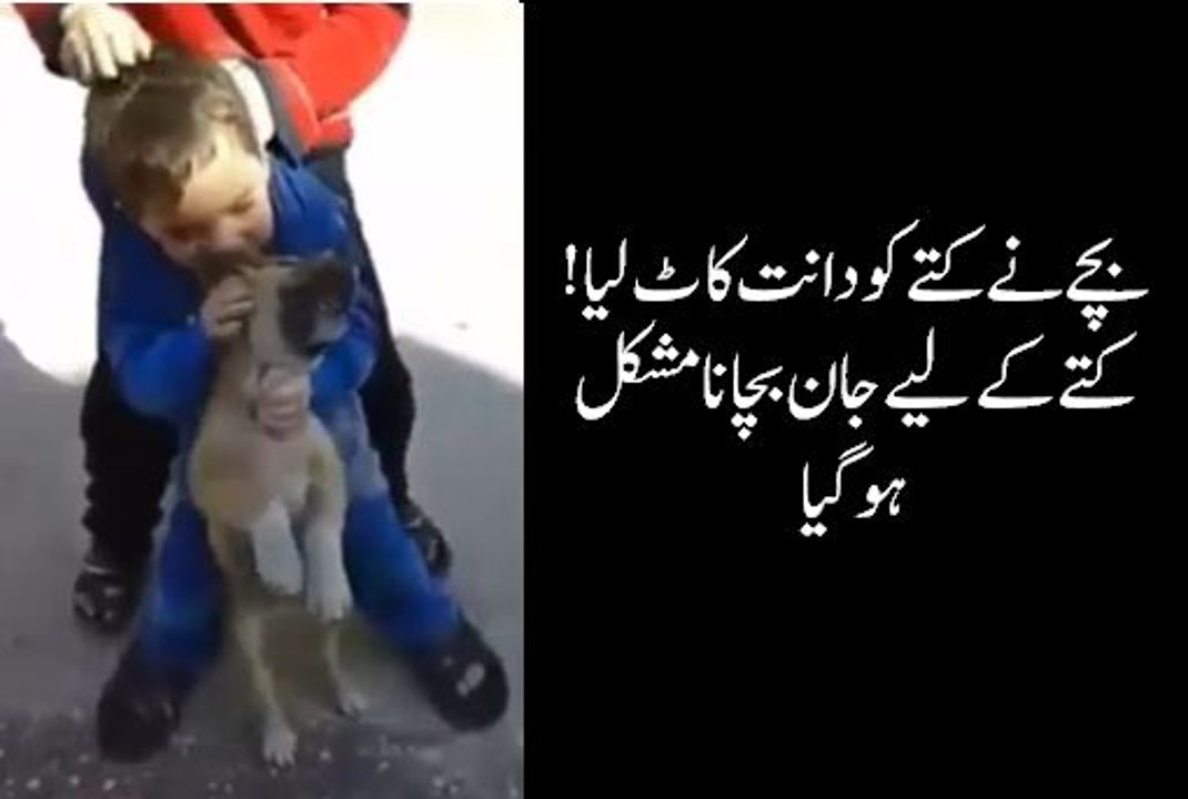 A child bites a dog- A Child attacks a dog- bachy ny kutty ko dant kat lia