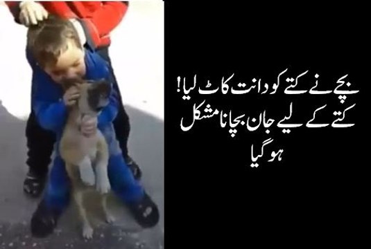 A child bites a dog- A Child attacks a dog- bachy ny kutty ko dant kat lia