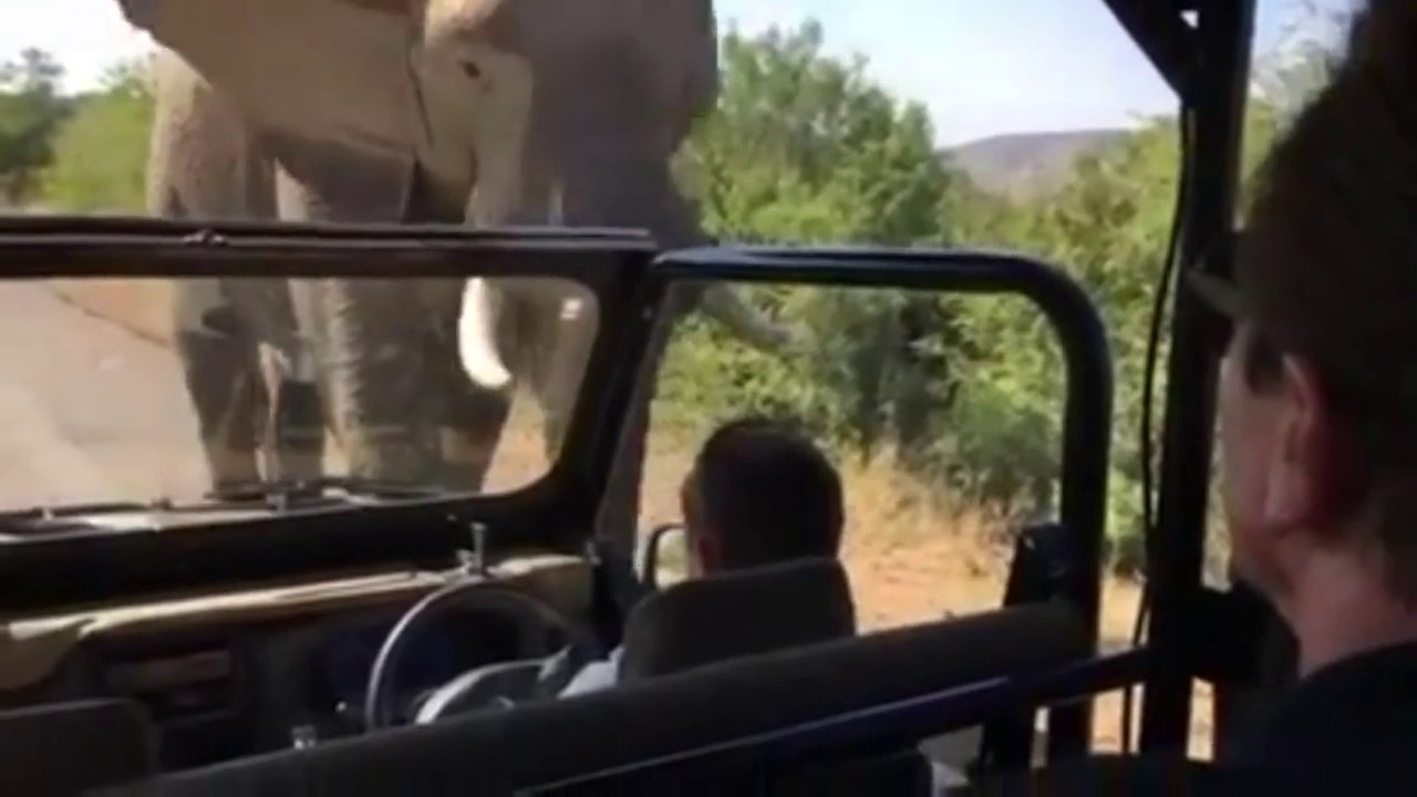 Arnold Schwarzenegger Got Chased By an Elephant in South Africa