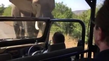 Arnold Schwarzenegger Got Chased By an Elephant in South Africa
