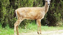 Deer femal resting on way to give birth