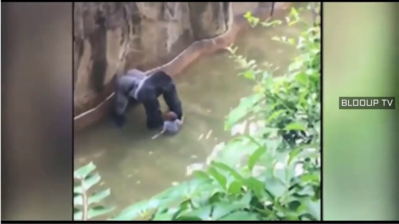 Gorilla grabs child who's fallen into habitat at Cincinnati Zoo.