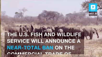 U.S. to ban commercial trade of African elephant ivory