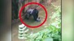 GORILLA DRAMA MOM'S 911 CALL After Son Fell Into Cincinnati Zoo Gorilla Pen