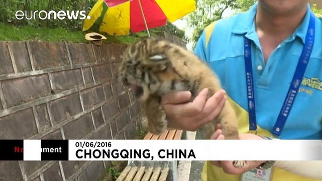 Tiger cubs are the stars of Children's Day