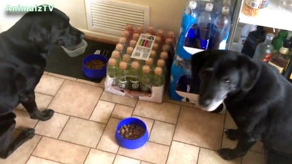 Cute Dogs Pray Before Eating Compilation 2014 HQ Video