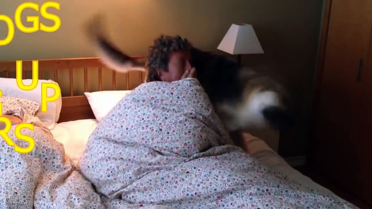 Cute dogs waking up owners - Funny dog compilation