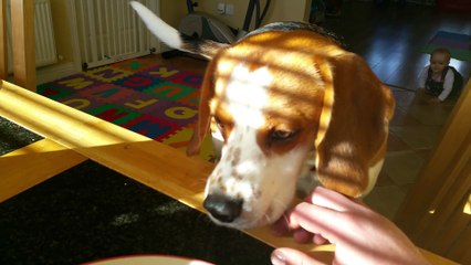 Cute dog wants to trade baby toy for human s breakfast