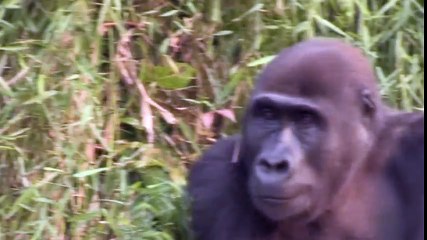 This Woman Just Reunited With The Gorillas She Was Raised With And It’s Beautiful