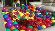 CUTE DOGS GET A HUGE BALL PIT WITH 2000 BALLS AND STUFFED ANIMALS INSIDE!