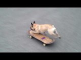 Skateboarding French Bulldog Rocks Out on Board