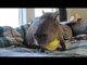 JoeJoe the Capybara Eats a Banana Peel
