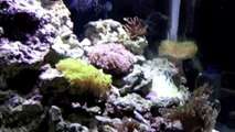 Biocube 29 HQI Update 10