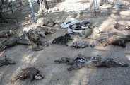 Gaza zoo displays dead mummified animals, now forced to sell its 11 remaining animals