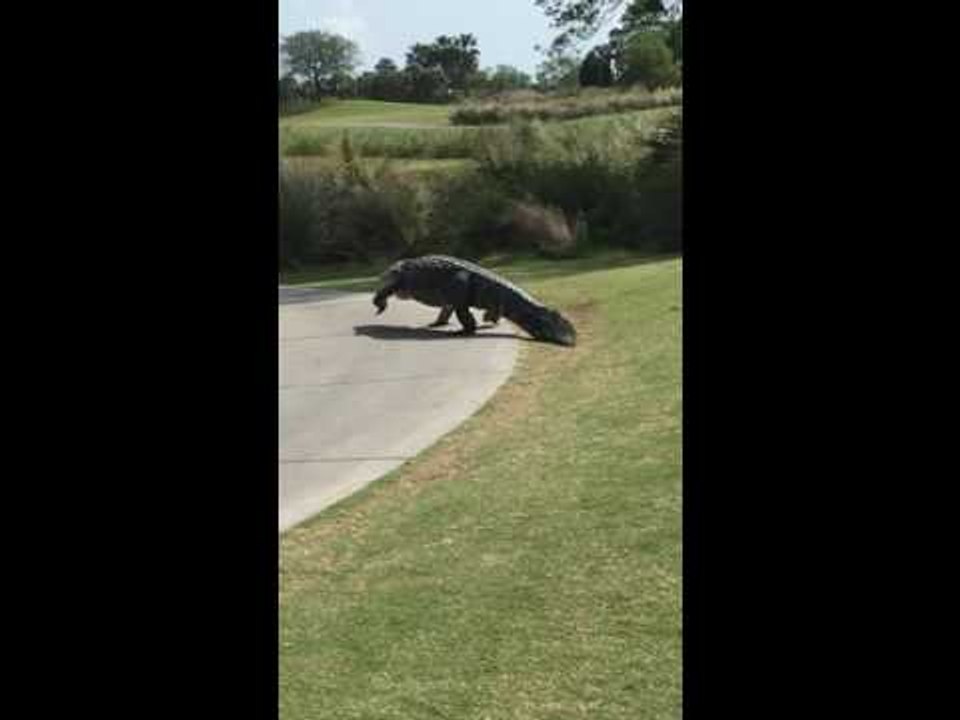 Resident Alligator Casually Walks Across Golf Course