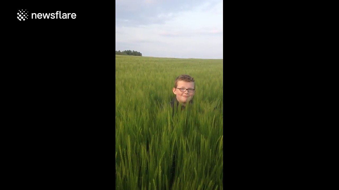 Dog ambushes boy in field