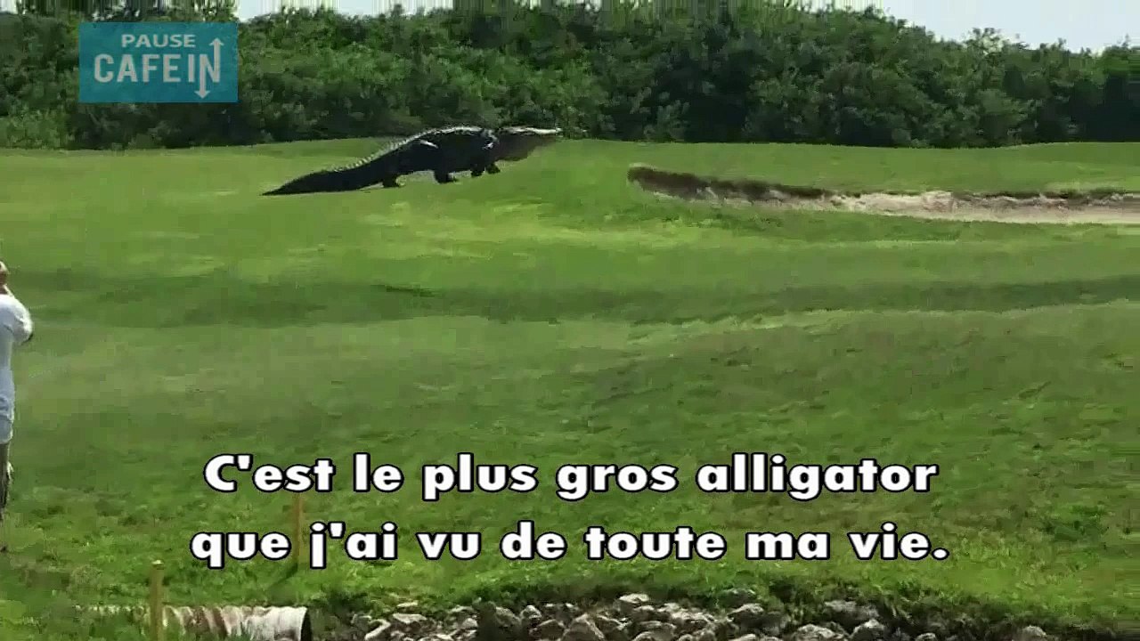 Un alligator géant se balade sur un terrain de golf en Floride