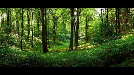 Blue Danube by Strauss