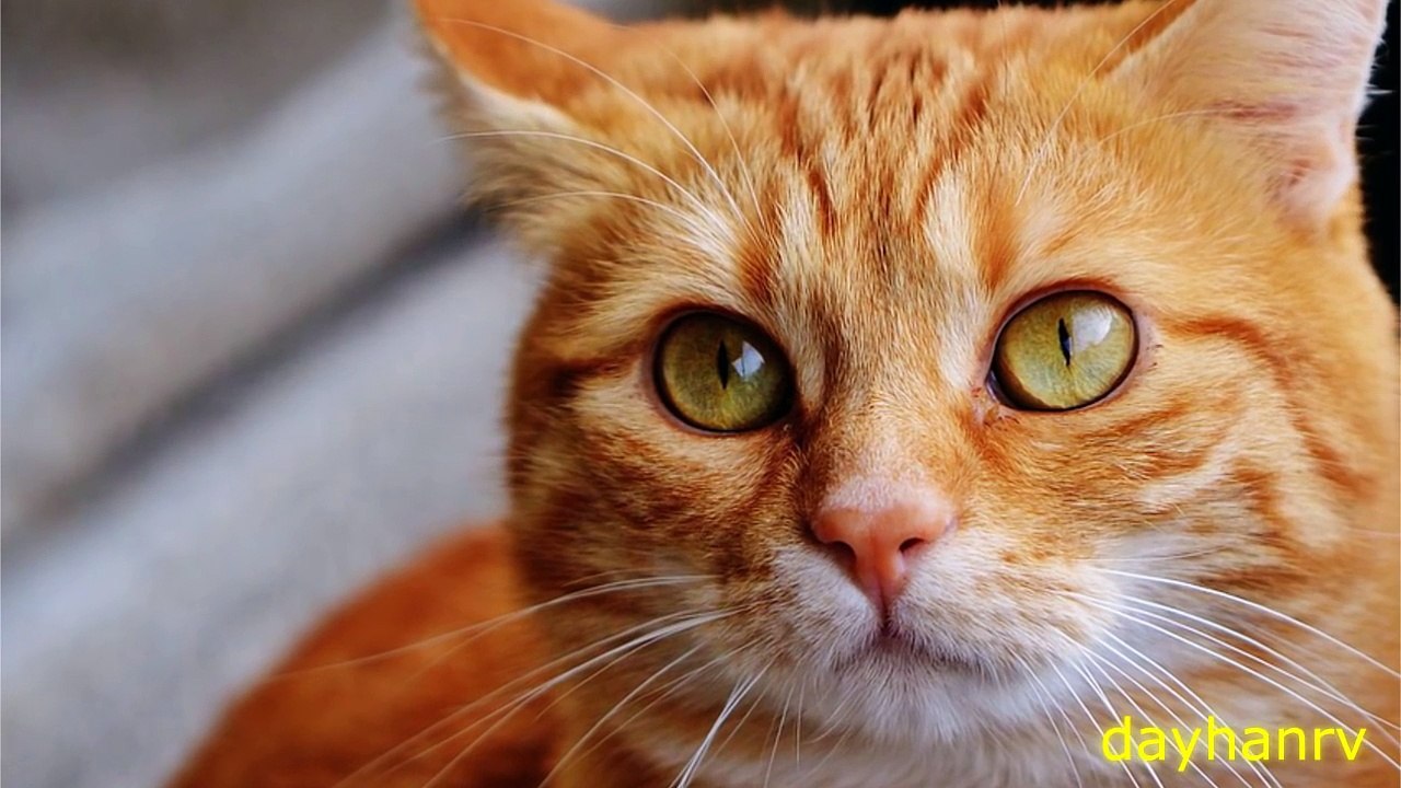 10 CATS MEOWING | Make your cat go Crazy! HD Sound Effect