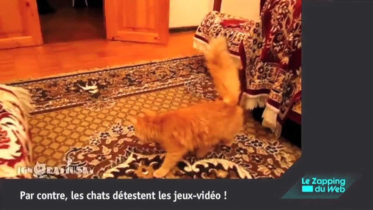 Les animaux sont trop fun !