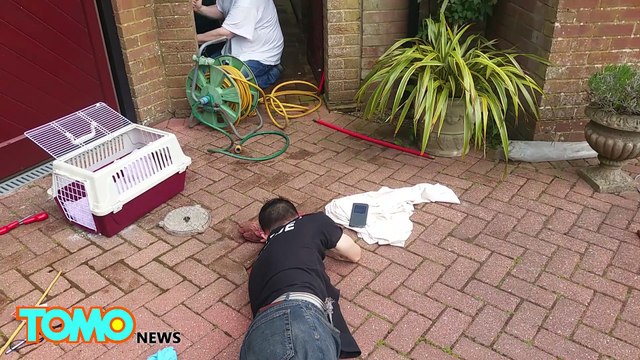 These adorable bobcat kittens were found cozying up in their den thanks to GPS tracking