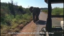 Arnold Schwarzenegger chargé par un éléphant en Afrique