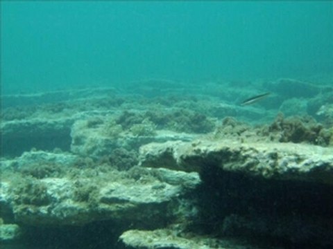 Diaporamas photos sous-marines