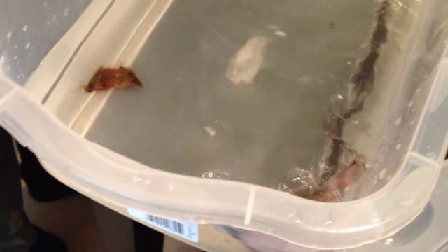 Il ouvre un oeuf de requin bambou avec un ciseau et le libère dans une bassine