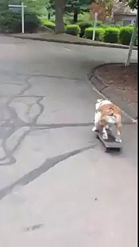 Ce bouledogue ride son Skateboard comme Tony Hawk !