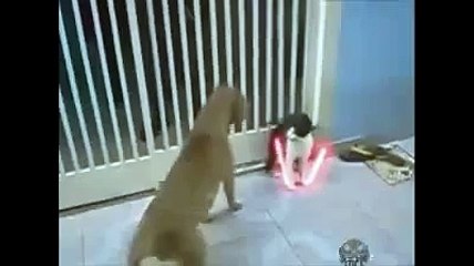 0404-Safak Sezer Kedi Versiyon11secs