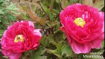 牡丹の花が綺麗な薬王院2016（新宿区下落合）平成28年４月16日