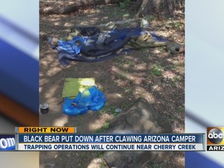Bear put down after clawing AZ camper