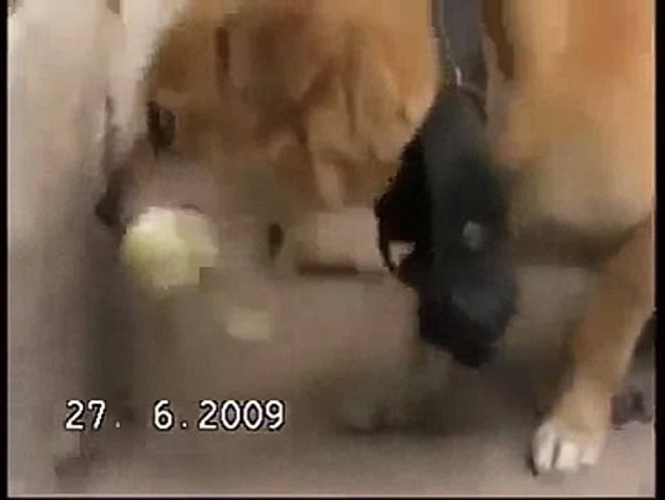 Animals are amazing