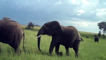 An Elephant attacking on men