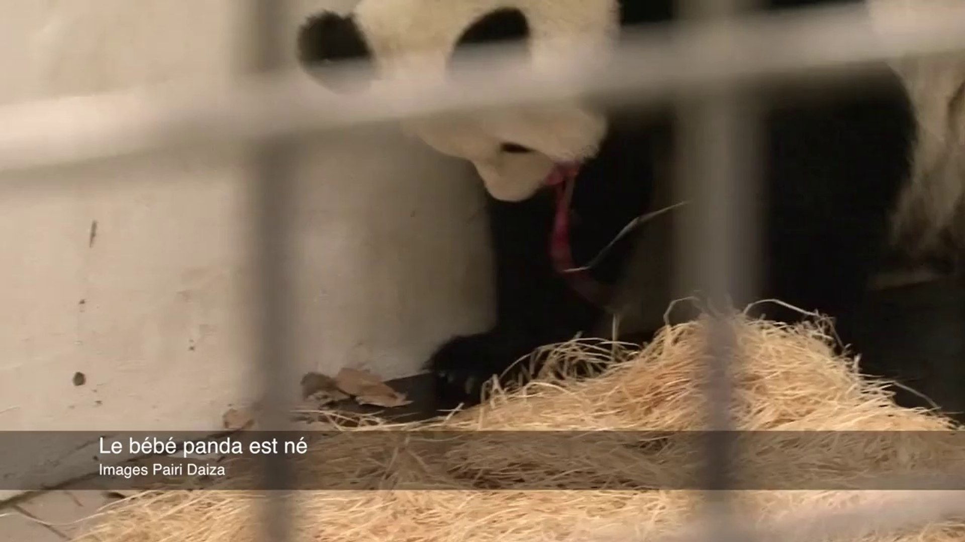 Naissance D Un Bebe Panda Filmee En Belgique Tellement Mignon Et Si Rare Video Dailymotion