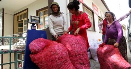 Isparta Gül Yaprağının Kilosu 9 Bin Avro!