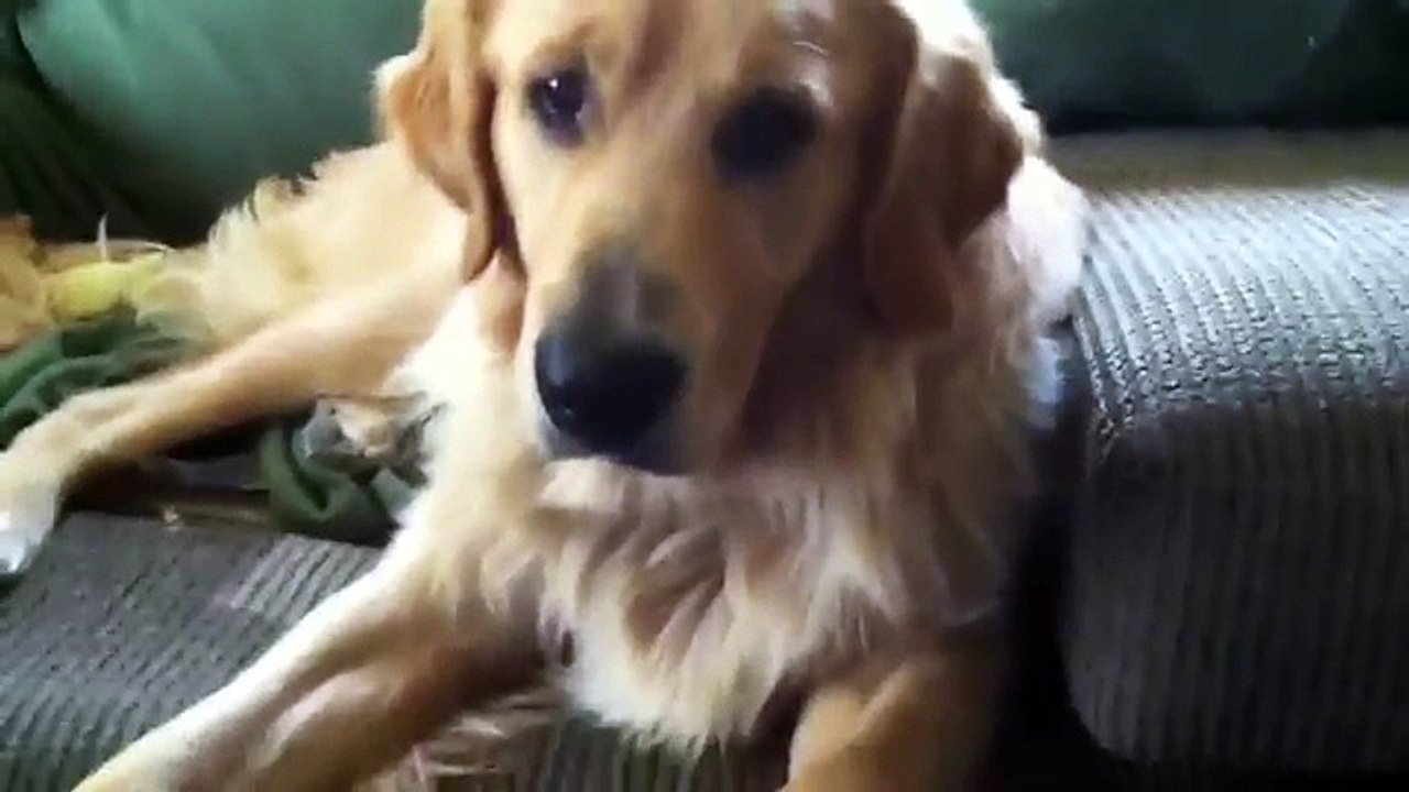 Un divertentissimo video di cani beccati sul fatto. Le loro facce sono davvero buffe!