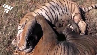 Biggest wild animal fights Fighting animals captured on camera #4