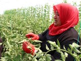 Çocuklarının Eğitimine Katkı İçin Destek İstedi, Ziraat Odası Onun İçin Sera Kurdu