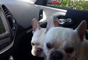 French Bulldogs Excited About the Dog Park!