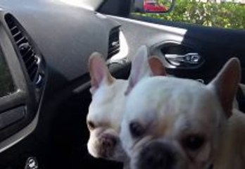 French Bulldogs Excited About the Dog Park!