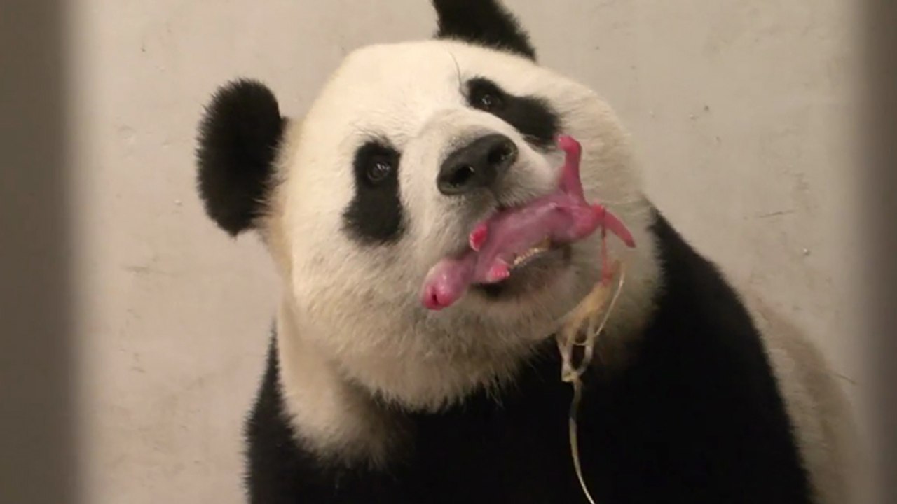 La naissance d'un bébé panda en Belgique
