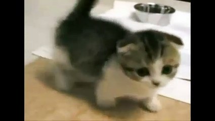 Beautiful Cat In The World With Short Legs - Amazing Must Watch