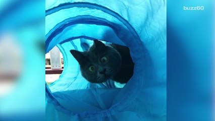 Most 'Huggable' Cats on Social Media