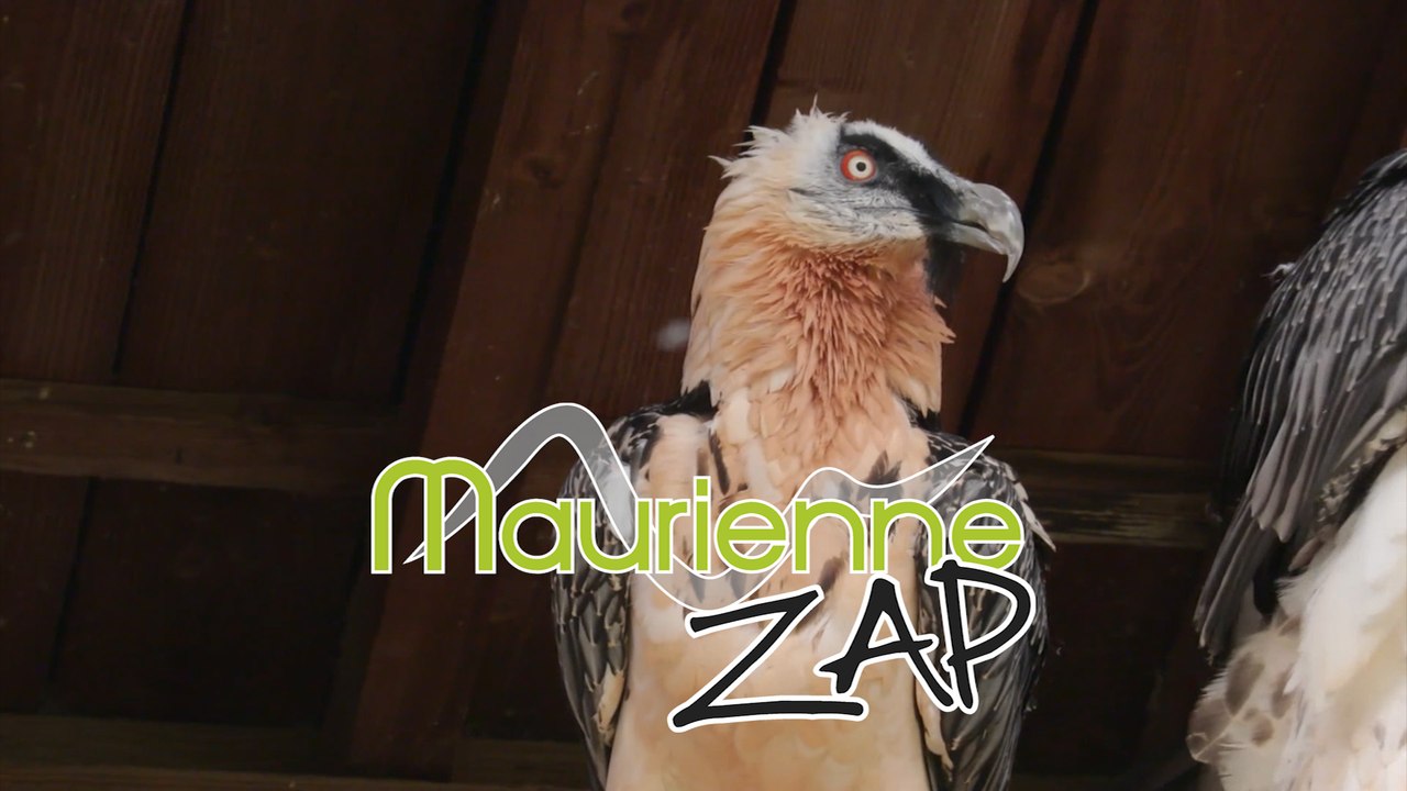 Maurienne Zap #287