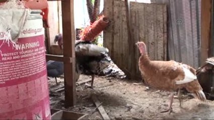 Erkek Hindi Kuluçkaya Yattı